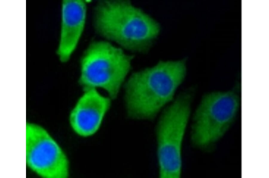 Anti-PHD1 Antibody from Bioworld Technology (BS9885M) - Antibodies.com