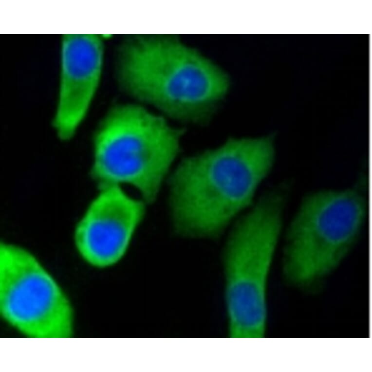 Anti-PHD1 Antibody from Bioworld Technology (BS9885M) - Antibodies.com