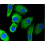 Anti-PHD1 Antibody from Bioworld Technology (BS9885M) - Antibodies.com