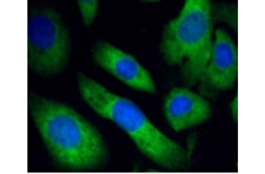 Anti-PHD1 Antibody from Bioworld Technology (BS9885M) - Antibodies.com