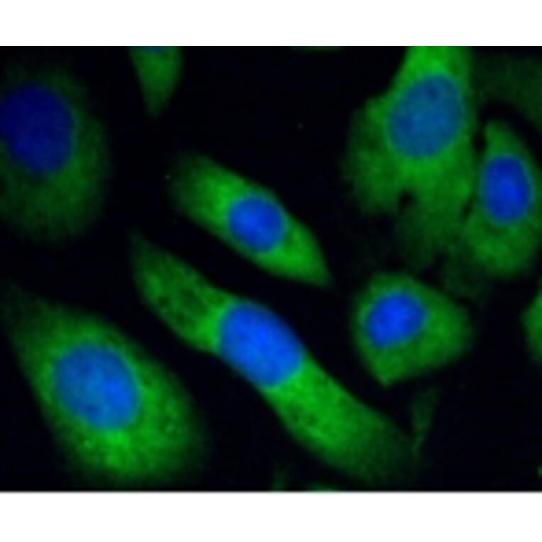 Anti-PHD1 Antibody from Bioworld Technology (BS9885M) - Antibodies.com