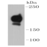 Anti-PDGFR-β Antibody from Bioworld Technology (BS9886M) - Antibodies.com