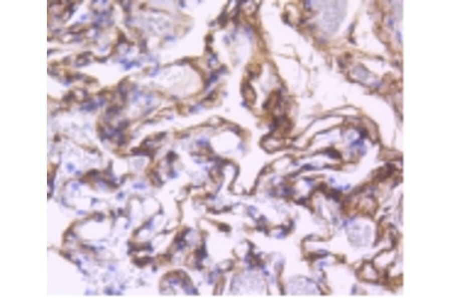Anti-PDGFR-β Antibody from Bioworld Technology (BS9886M) - Antibodies.com