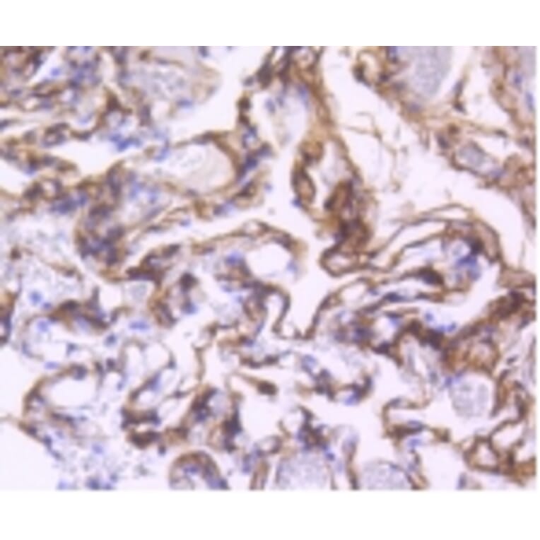Anti-PDGFR-β Antibody from Bioworld Technology (BS9886M) - Antibodies.com
