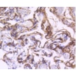 Anti-PDGFR-β Antibody from Bioworld Technology (BS9886M) - Antibodies.com