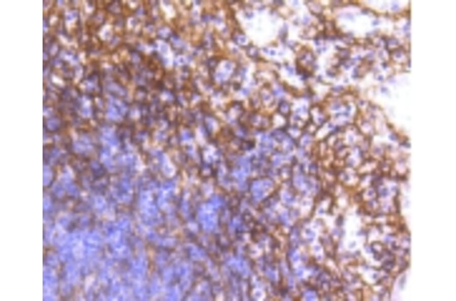 Anti-PDGFR-β Antibody from Bioworld Technology (BS9886M) - Antibodies.com
