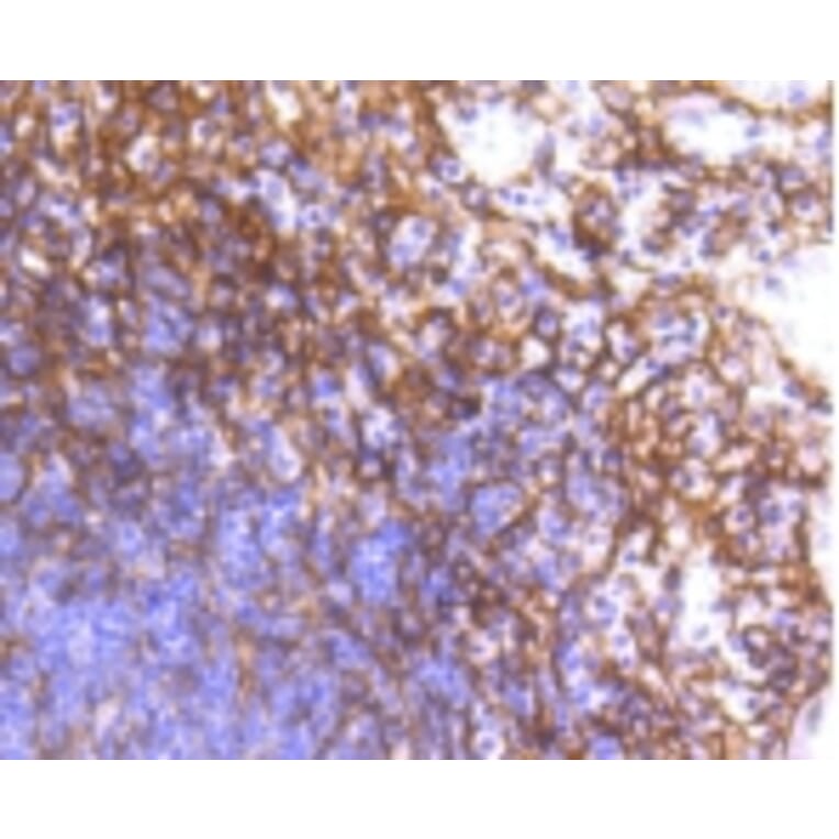 Anti-PDGFR-β Antibody from Bioworld Technology (BS9886M) - Antibodies.com
