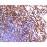 Anti-PDGFR-β Antibody from Bioworld Technology (BS9886M) - Antibodies.com