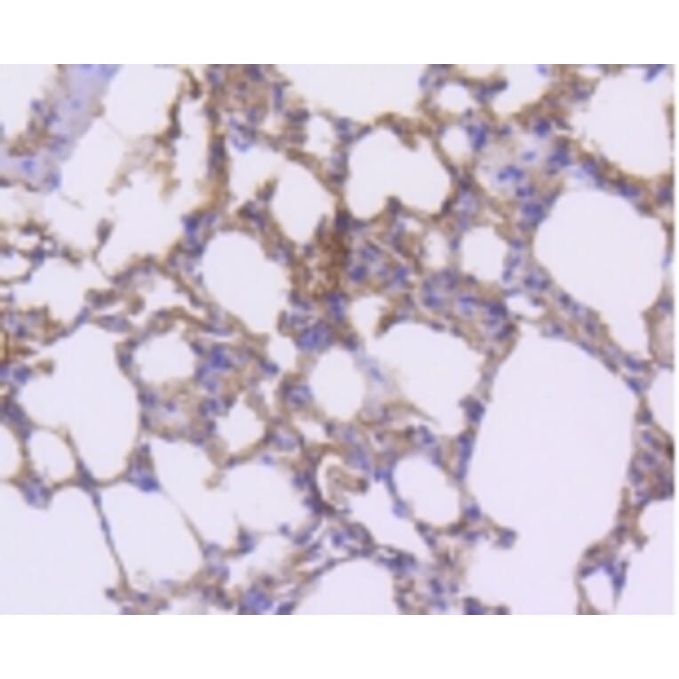Anti-PDGFR-β Antibody from Bioworld Technology (BS9886M) - Antibodies.com