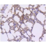 Anti-PDGFR-β Antibody from Bioworld Technology (BS9886M) - Antibodies.com