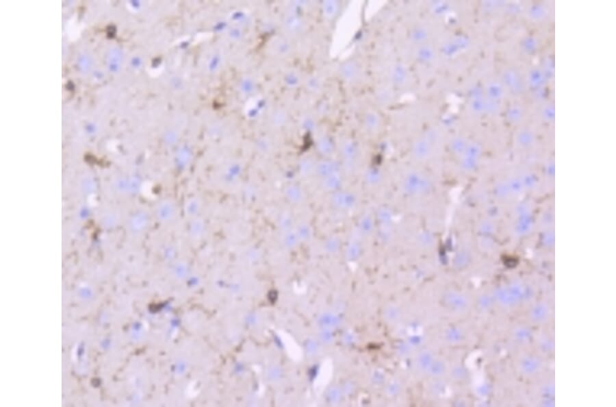 Anti-PDGFR-β Antibody from Bioworld Technology (BS9886M) - Antibodies.com