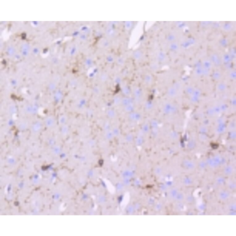 Anti-PDGFR-β Antibody from Bioworld Technology (BS9886M) - Antibodies.com