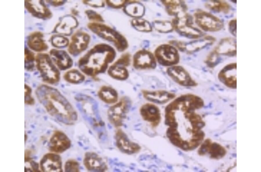 Anti-ALDH1A1 Antibody from Bioworld Technology (BS9887M) - Antibodies.com