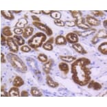 Anti-ALDH1A1 Antibody from Bioworld Technology (BS9887M) - Antibodies.com