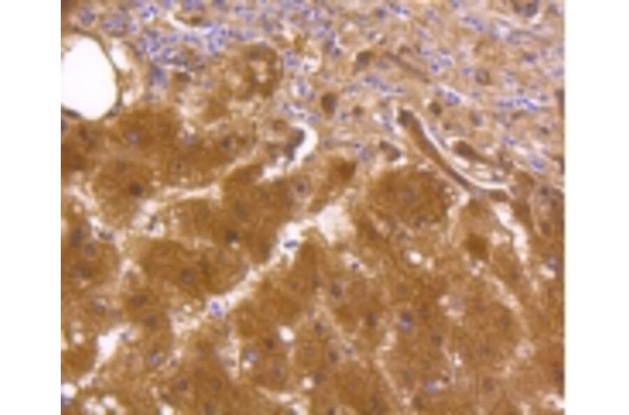 Anti-ALDH1A1 Antibody from Bioworld Technology (BS9887M) - Antibodies.com