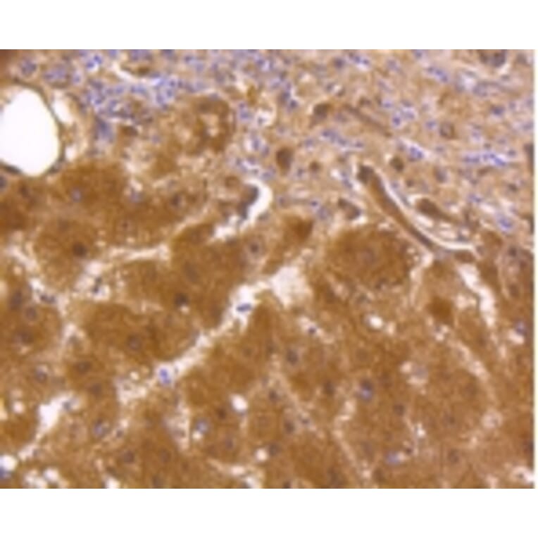 Anti-ALDH1A1 Antibody from Bioworld Technology (BS9887M) - Antibodies.com