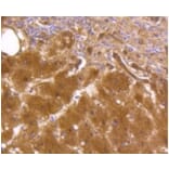 Anti-ALDH1A1 Antibody from Bioworld Technology (BS9887M) - Antibodies.com