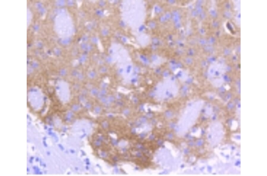 Anti-ALDH1A1 Antibody from Bioworld Technology (BS9887M) - Antibodies.com