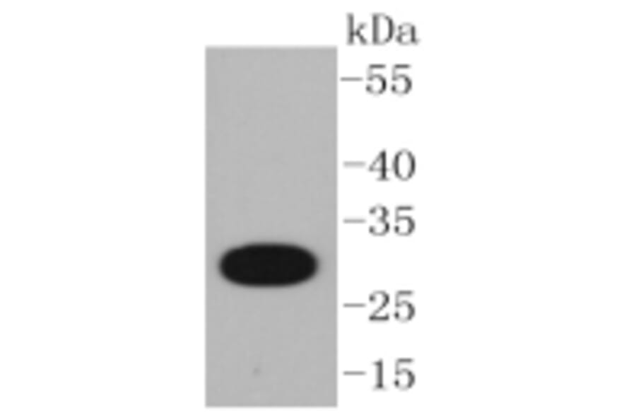 Anti-CD20 Antibody from Bioworld Technology (BS9888M) - Antibodies.com