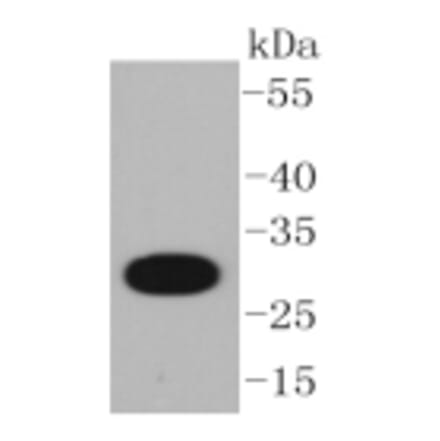 Anti-CD20 Antibody from Bioworld Technology (BS9888M) - Antibodies.com