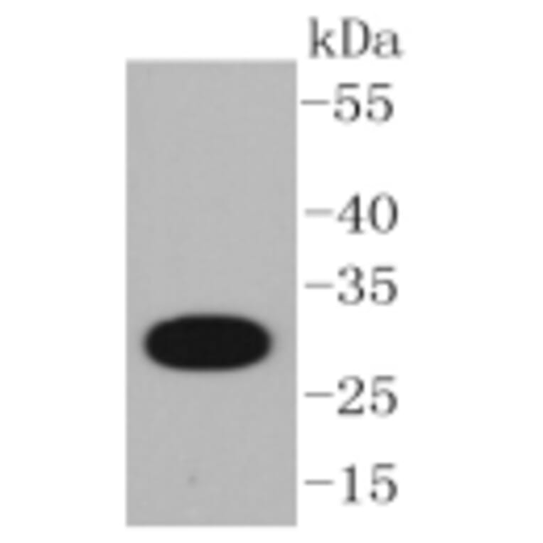 Anti-CD20 Antibody from Bioworld Technology (BS9888M) - Antibodies.com