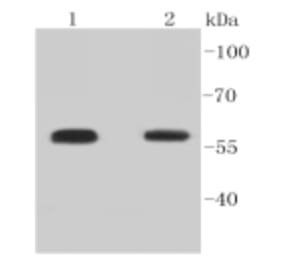 Anti-Smad 5 (phospho-S463/465) Antibody from Bioworld Technology (BS9889M) - Antibodies.com