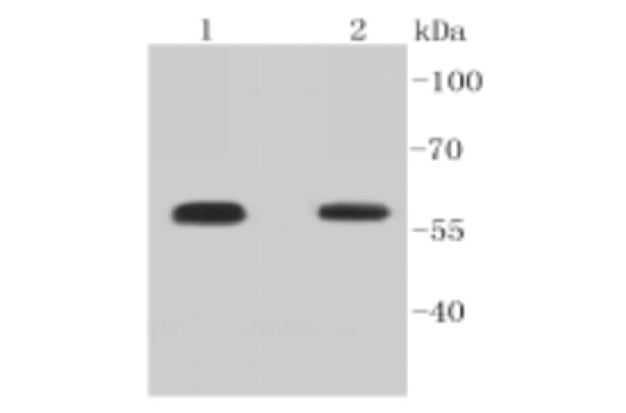 Anti-Smad 5 (phospho-S463/465) Antibody from Bioworld Technology (BS9889M) - Antibodies.com