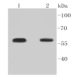 Anti-Smad 5 (phospho-S463/465) Antibody from Bioworld Technology (BS9889M) - Antibodies.com