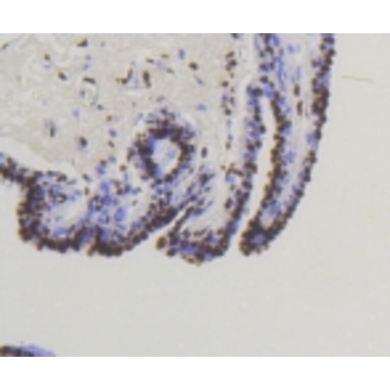 Anti-Smad 5 (phospho-S463/465) Antibody from Bioworld Technology (BS9889M) - Antibodies.com