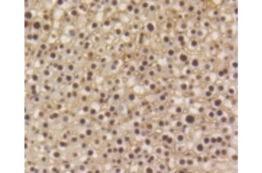 Anti-Smad 5 (phospho-S463/465) Antibody from Bioworld Technology (BS9889M) - Antibodies.com
