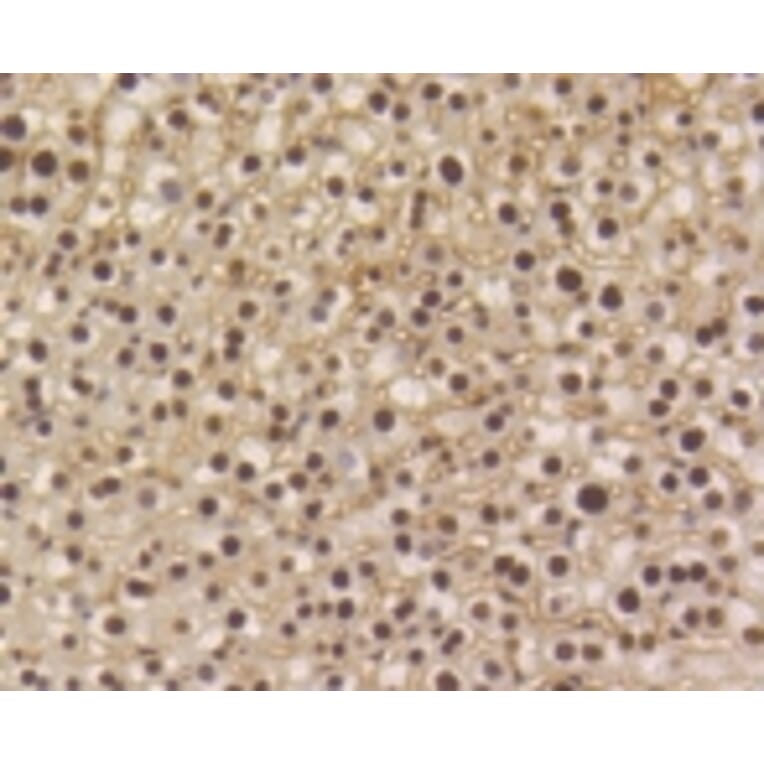 Anti-Smad 5 (phospho-S463/465) Antibody from Bioworld Technology (BS9889M) - Antibodies.com