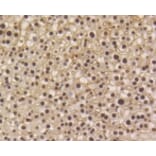 Anti-Smad 5 (phospho-S463/465) Antibody from Bioworld Technology (BS9889M) - Antibodies.com