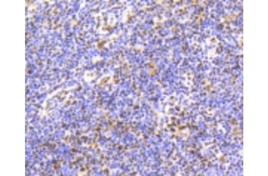 Anti-Smad 5 (phospho-S463/465) Antibody from Bioworld Technology (BS9889M) - Antibodies.com