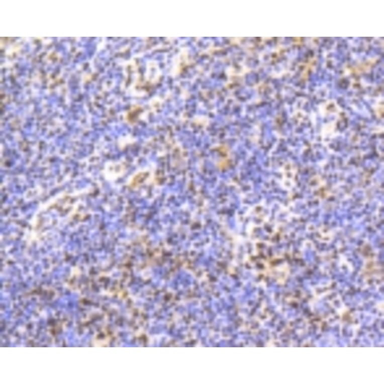 Anti-Smad 5 (phospho-S463/465) Antibody from Bioworld Technology (BS9889M) - Antibodies.com