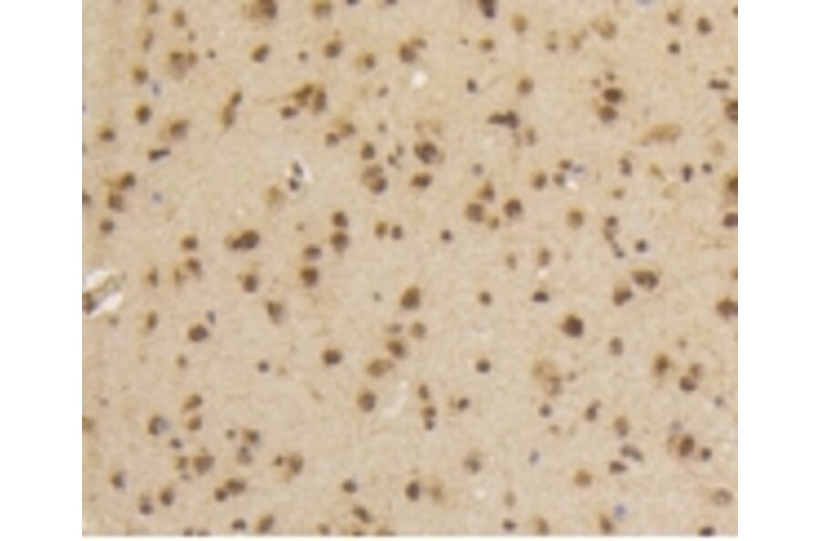 Anti-Smad 5 (phospho-S463/465) Antibody from Bioworld Technology (BS9889M) - Antibodies.com