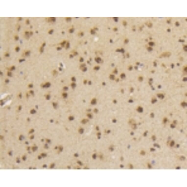 Anti-Smad 5 (phospho-S463/465) Antibody from Bioworld Technology (BS9889M) - Antibodies.com