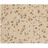 Anti-Smad 5 (phospho-S463/465) Antibody from Bioworld Technology (BS9889M) - Antibodies.com