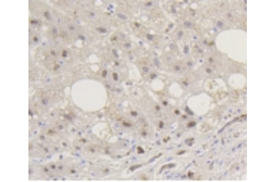Anti-Smad 5 (phospho-S463/465) Antibody from Bioworld Technology (BS9889M) - Antibodies.com