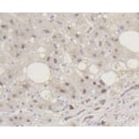 Anti-Smad 5 (phospho-S463/465) Antibody from Bioworld Technology (BS9889M) - Antibodies.com