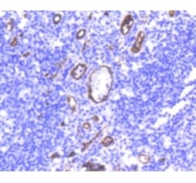 Anti-CD34 Antibody from Bioworld Technology (BS9890M) - Antibodies.com