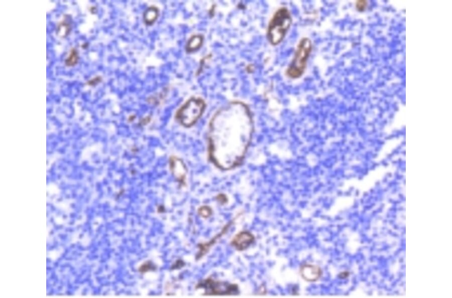 Anti-CD34 Antibody from Bioworld Technology (BS9890M) - Antibodies.com