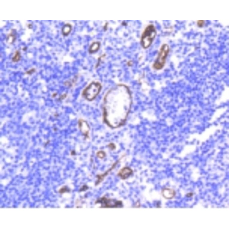 Anti-CD34 Antibody from Bioworld Technology (BS9890M) - Antibodies.com