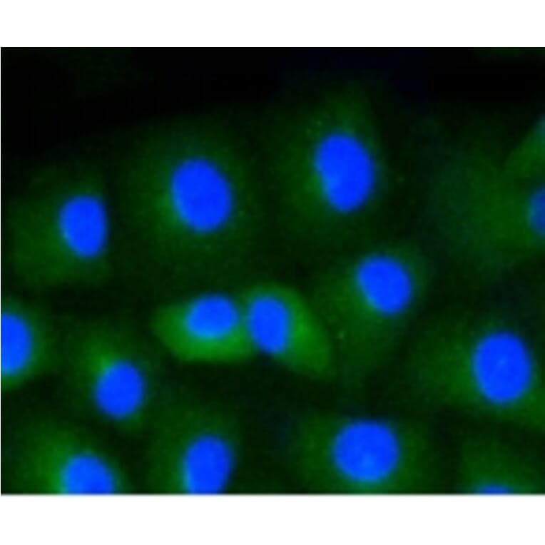 Anti-CD34 Antibody from Bioworld Technology (BS9890M) - Antibodies.com