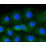 Anti-CD34 Antibody from Bioworld Technology (BS9890M) - Antibodies.com