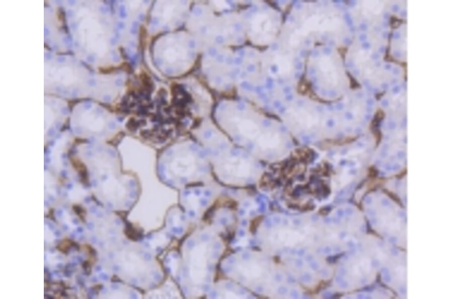 Anti-CD34 Antibody from Bioworld Technology (BS9890M) - Antibodies.com