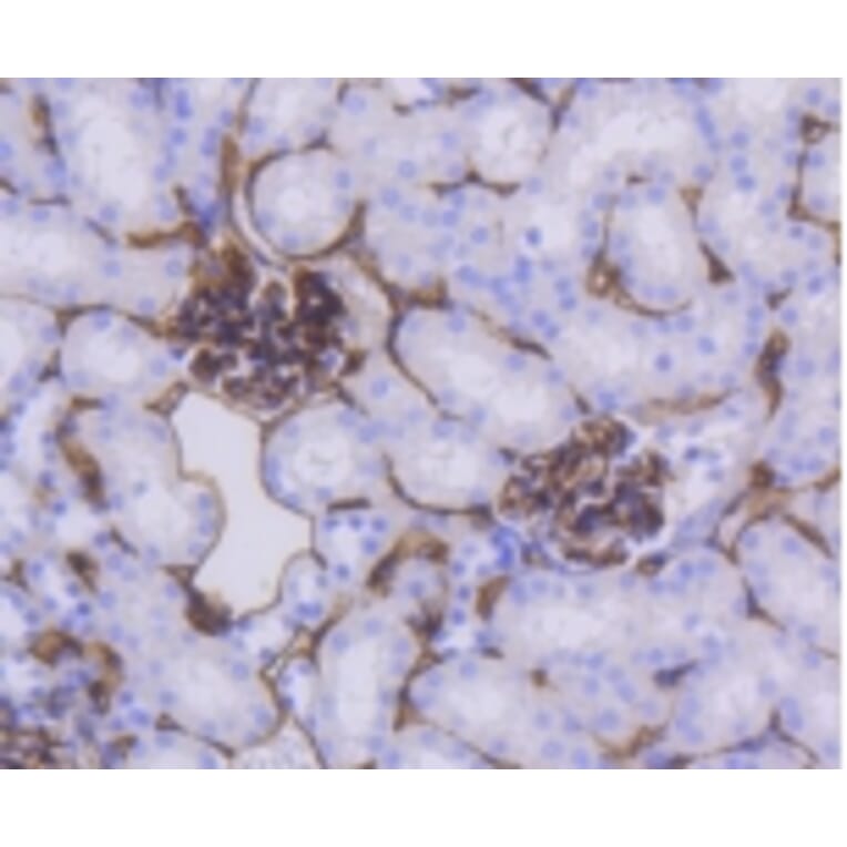 Anti-CD34 Antibody from Bioworld Technology (BS9890M) - Antibodies.com