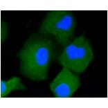 Anti-CD34 Antibody from Bioworld Technology (BS9890M) - Antibodies.com
