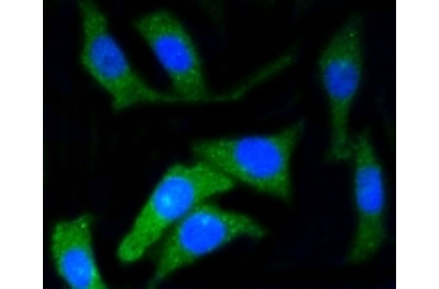 Anti-CD34 Antibody from Bioworld Technology (BS9890M) - Antibodies.com