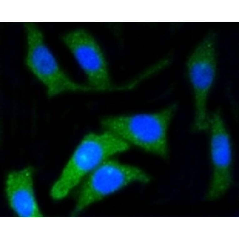 Anti-CD34 Antibody from Bioworld Technology (BS9890M) - Antibodies.com