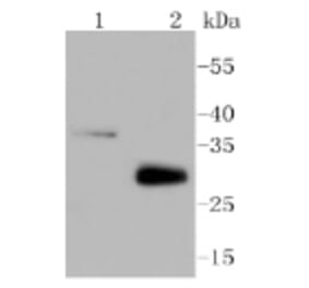 Anti-MCL1 Antibody from Bioworld Technology (BS9891M) - Antibodies.com